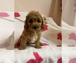Small Photo #23 Cavapoo Puppy For Sale in SYLMAR, CA, USA