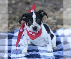 Mutt Dogs for adoption in Dana Point, CA, USA
