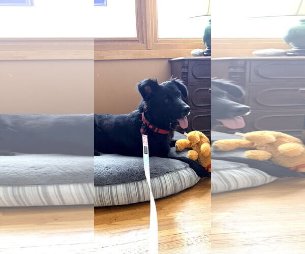 Medium Photo #5 Mutt Puppy For Sale in St. Louis Park, MN, USA