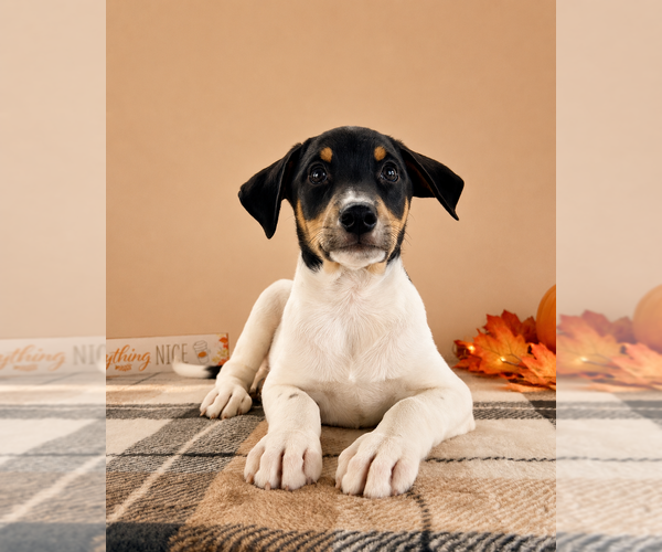 Medium Photo #2 Doberman Pinscher-Rat Terrier Mix Puppy For Sale in GREENFIELD, IN, USA