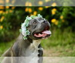 Small #5 American Staffordshire Terrier