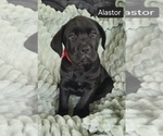 Small #2 Cane Corso