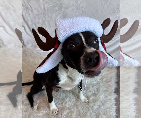 Medium Photo #13 American Pit Bull Terrier-Unknown Mix Puppy For Sale in Germantown, OH, USA