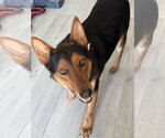 Small #2 German Shepherd Dog Mix