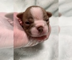 Small Photo #5 Boston Terrier Puppy For Sale in TULARE, CA, USA