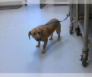 Pembroke Welsh Corgi Dogs for adoption in Fayetteville, NC, USA