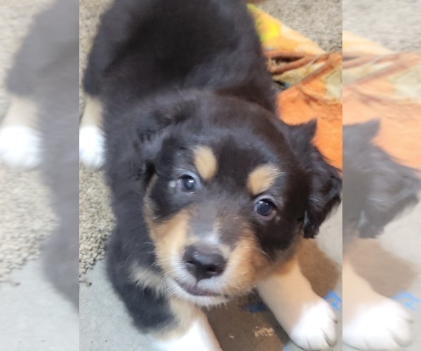 Medium Photo #3 Australian Shepherd Puppy For Sale in SALEM, OR, USA