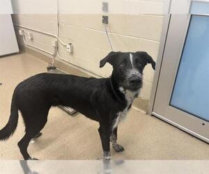 Irish Wolfhound-Unknown Mix Dogs for adoption in Grand Prairie, TX, USA