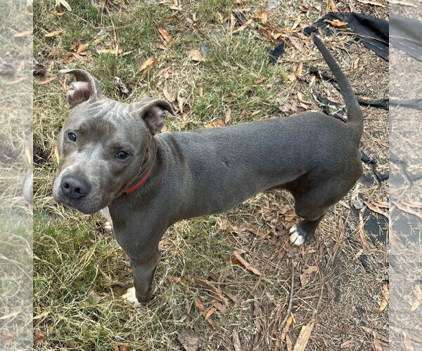 Medium Photo #3 American Pit Bull Terrier-Unknown Mix Puppy For Sale in McDonough, GA, USA