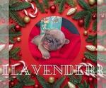 Small Photo #37 French Bulldog Puppy For Sale in MCKINLEYVILLE, CA, USA