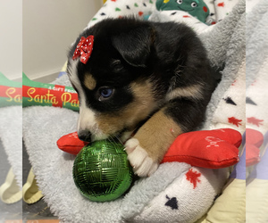 Bernese Mountain Dog-Siberian Husky Mix Puppy for sale in PLAINFIELD, IN, USA