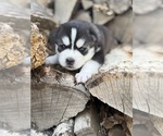 Small #1 Siberian Husky