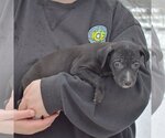 Small Photo #3 American Staffordshire Terrier-Labrador Retriever Mix Puppy For Sale in Huntley, IL, USA