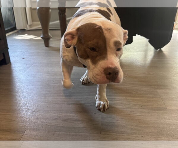 Medium Photo #4 American Pit Bull Terrier-Bull Terrier Mix Puppy For Sale in Holly Springs, NC, USA