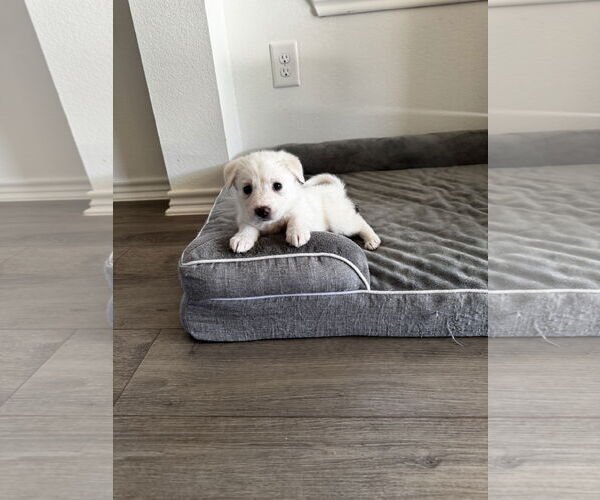 Medium Photo #2 Labrador Retriever-Unknown Mix Puppy For Sale in The Woodlands, TX, USA