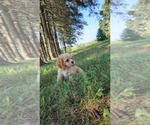Puppy Puppy 4 Oakley Cocker Spaniel