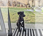 Small #6 Labrador Retriever Mix