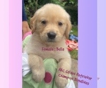 Puppy Bella Golden Retriever