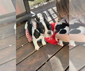 French Bulldog Puppy for sale in LA PLATA, MD, USA