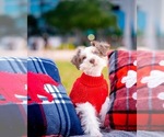 Small Photo #1 Schnauzer (Miniature) Puppy For Sale in TAMPA, FL, USA