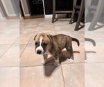 Puppy Red Alaskan Husky-American Staffordshire Terrier Mix