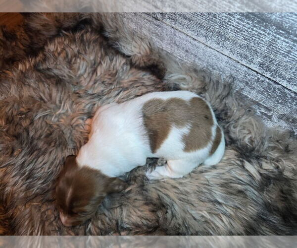 Medium Photo #2 Dachshund Puppy For Sale in NEOSHO, MO, USA