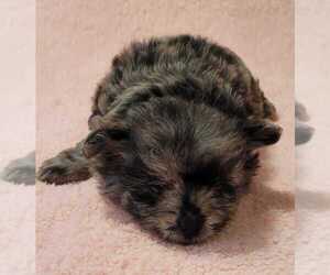 Pomeranian-Poodle (Toy) Mix Puppy for sale in SHELBYVILLE, TX, USA