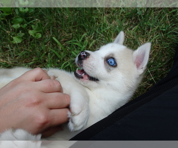 Medium Photo #4 Pomsky Puppy For Sale in NORTHBOROUGH, MA, USA