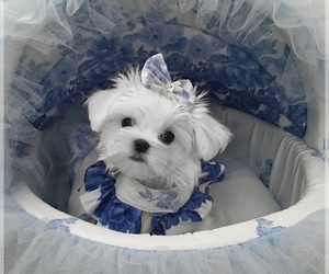 Maltese Puppy for sale in TUALATIN, OR, USA