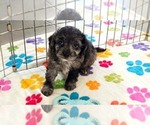 Justin - Male Cavapoo (Miniature)-Poodle (Toy) Mix Puppy for Sale - Photo #4