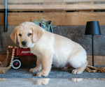 Small #2 Golden Labrador