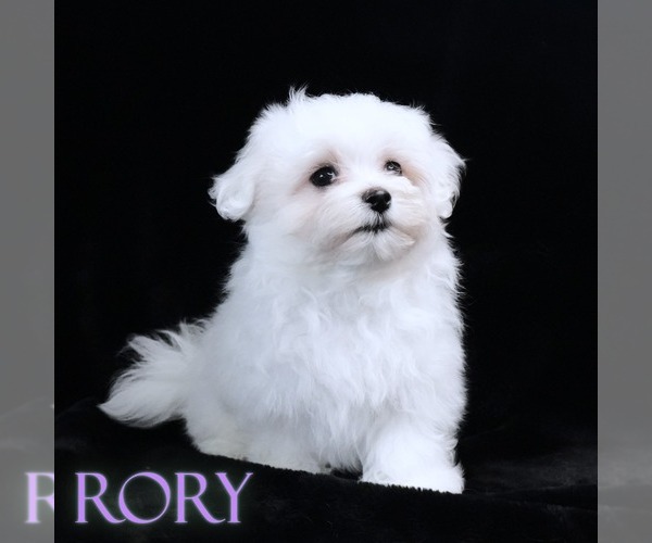 Medium Photo #3 Maltese Puppy For Sale in ROCK VALLEY, IA, USA