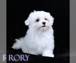 Small #2 Maltese
