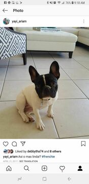 Medium Photo #7 French Bulldog Puppy For Sale in COUNTRY LAKES, FL, USA