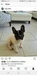 Small Photo #7 French Bulldog Puppy For Sale in COUNTRY LAKES, FL, USA
