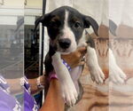 Small #4 Jack Russell Terrier