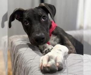 Paw Patrol Pup - Liberty - Female Mutt Dog for Adoption - Photo #15