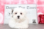 Small Photo #5 Zuchon Puppy For Sale in BEL AIR, MD, USA