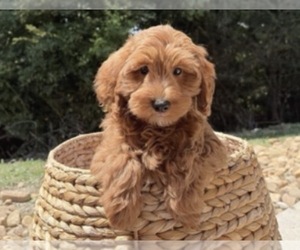Cavapoo (Miniature) Puppy for sale in VALDOSTA, GA, USA