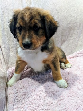 Medium Photo #1 English Shepherd Puppy For Sale in CLINTON, MT, USA