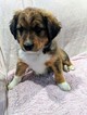 Small Photo #1 English Shepherd Puppy For Sale in CLINTON, MT, USA