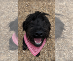 Small #1 Labradoodle