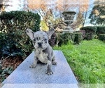 Small Photo #201 French Bulldog Puppy For Sale in HAYWARD, CA, USA
