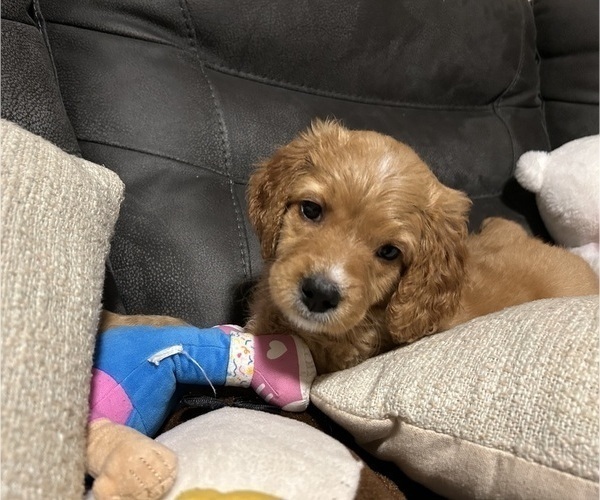 Medium Photo #6 Bernedoodle Puppy For Sale in ELK GROVE, CA, USA