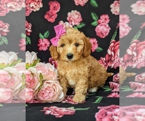 English Springer Spaniel-Poodle (Miniature) Mix Puppy for sale in LINCOLN UNIVERSITY, PA, USA