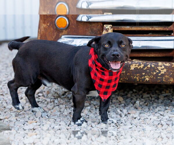 Medium Photo #2 American Pit Bull Terrier-Pembroke Welsh Corgi Mix Puppy For Sale in McKinney, TX, USA