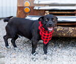 Small #1 American Pit Bull Terrier-Pembroke Welsh Corgi Mix