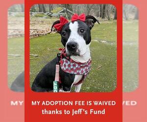 Staffordshire Bull Terrier-Unknown Mix Dogs for adoption in Dedham, MA, USA