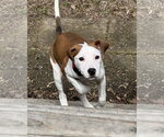 Small #6 Mutt