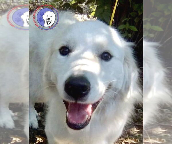 Medium Photo #1 Great Pyrenees Puppy For Sale in Spring, TX, USA